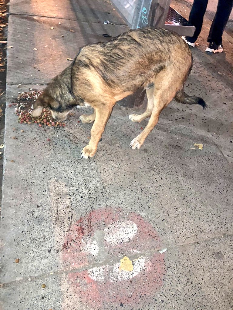 Kristian_Mella's tweet photo. AQUI NOS PIDEN AYUDA , ENTONCES JUNTO A  @Lizzie30982647 VAMOS A AYUDAR.

60 kilos de alimento para estos perritos... Les contaré en un ratito.☺️ https://t.co/OcjSYHlC13