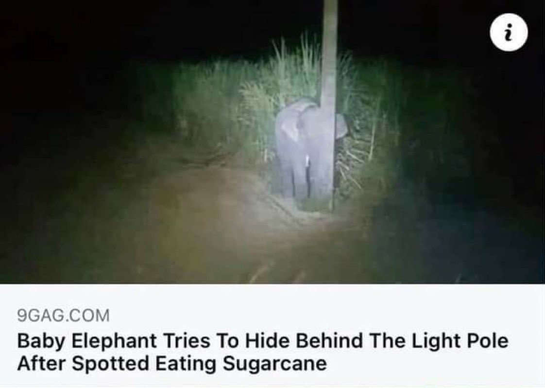 WholesomeMemes (@wholesomememe) on Twitter photo 