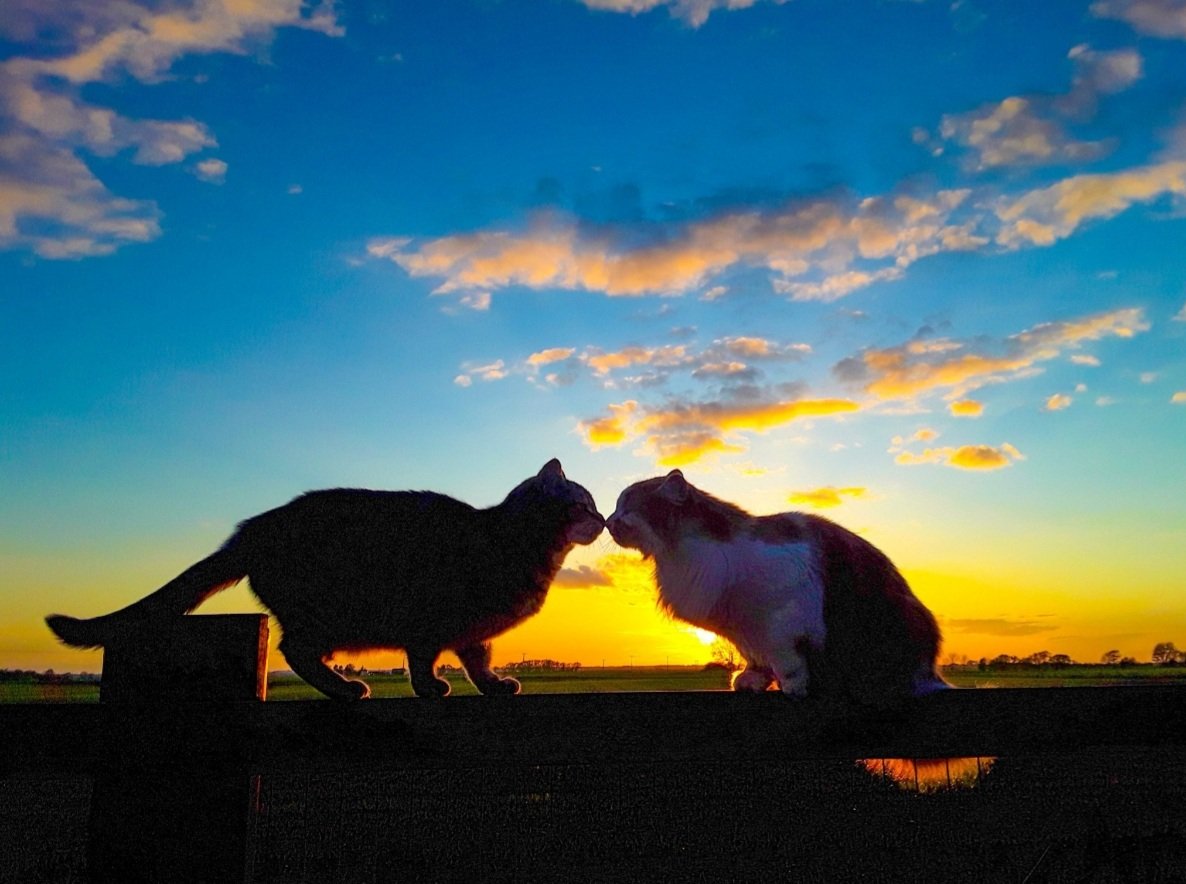 chris_alpacas's tweet photo. I've seen some lovely sunsets tonight but not here in Cambridgeshire, so here's one that makes my heart melt of the gorgeous Precious (mummy moo) and the beautiful Harriet (ginge). #sunsetphotography #RIPHarriet #missyou https://t.co/033orRJ3BJ