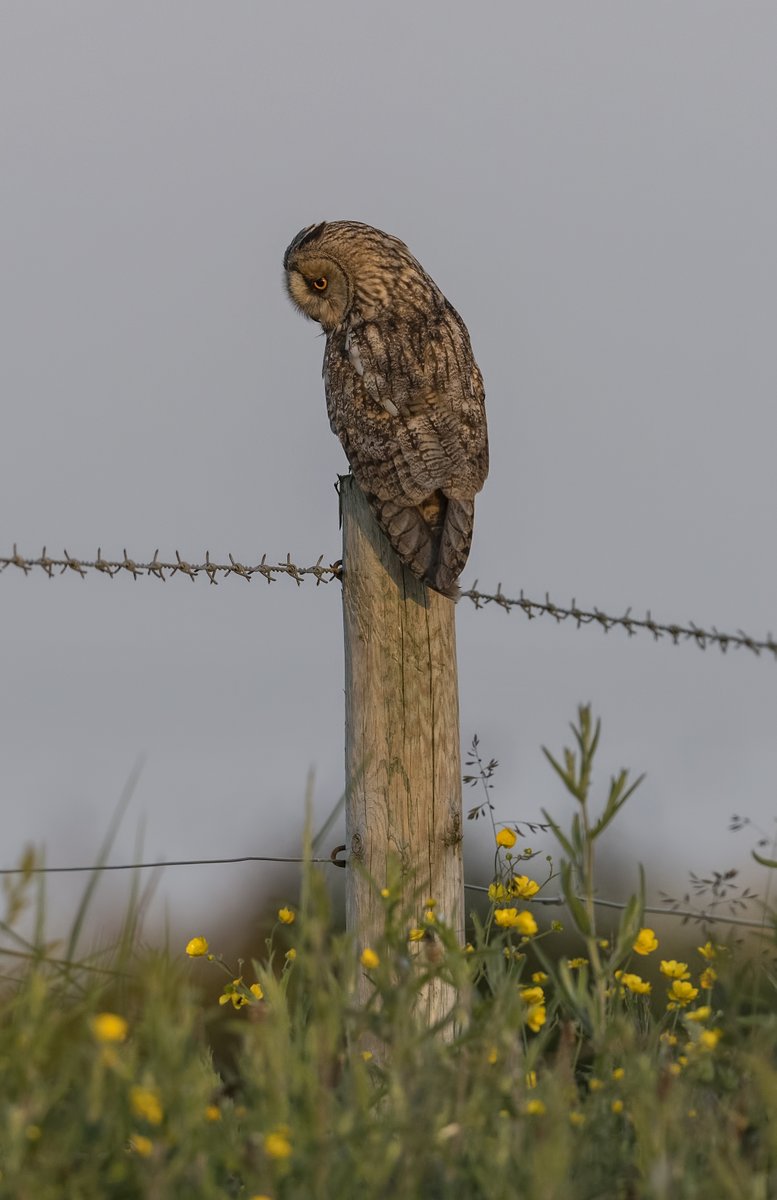 LEO shots taken recently. Still struggle with how far to crop an image. 😬 @teesbirds1 @DurhamBirdClub