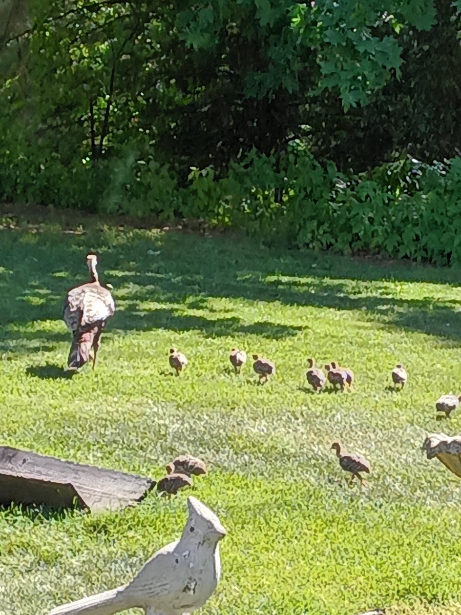 david_szelong's tweet image. Here is an updated pic of the hen turkey with her brood of a dozen poults. In my backyard in Brighton Michigan USA