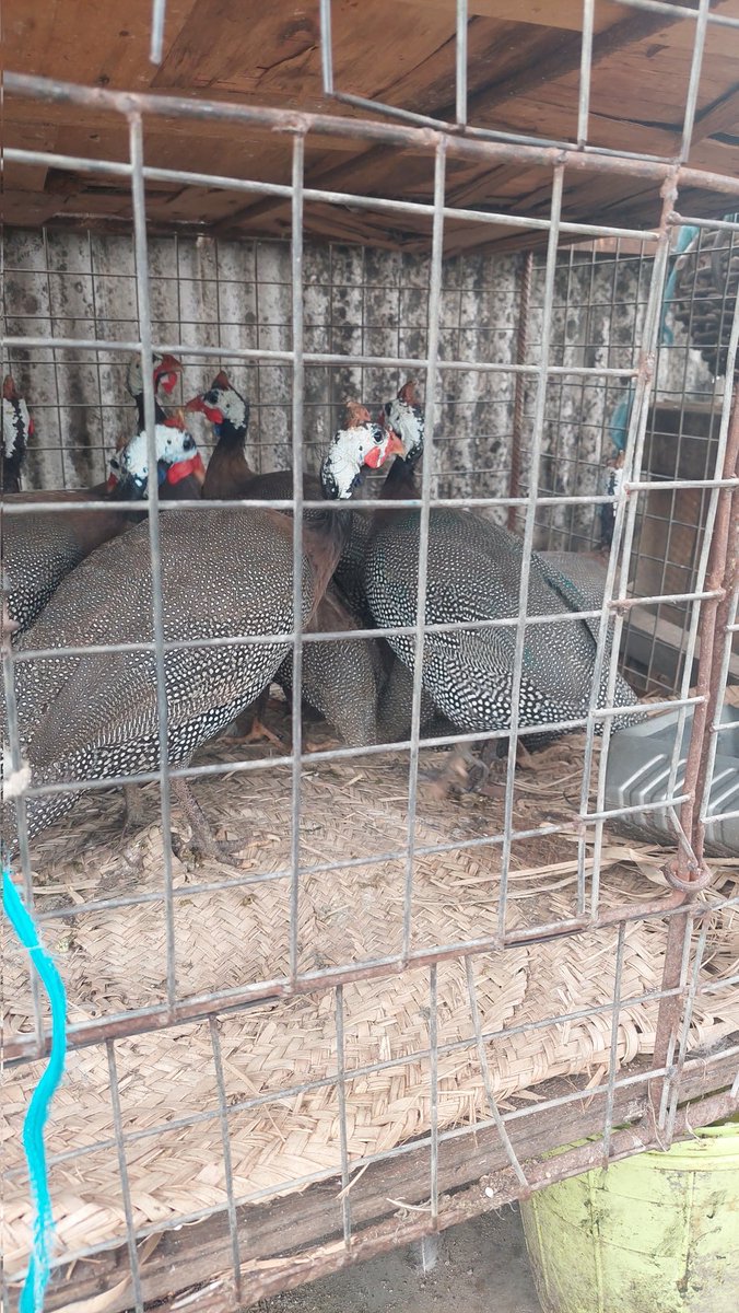 lizandbethfoods's tweet photo. Guineafowl would be going for 4500 instead of 5500 only for the #NIGHTMARKETWITHDAMMYB 
After tonight, we are back to normal price. 
Live guineafowl is 5000 instead of 6000. https://t.co/Ak8ykeKPtB