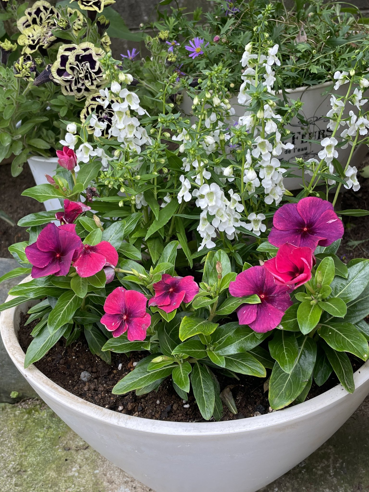 Meru おはようございます 日々草の寄せ植えです 濃いピンク色と紫色が混ざった 素敵な色合い 真っ白なアンゲロニアとシンプルに 寄せました ペチュニア花衣は お一人様植え 日々草の寄せ植え 日々草 アンゲロニア ペチュニア花衣 T Meru おはようございます 日々草の寄せ植えです 濃いピンク色と紫色が混ざった 素敵な色合い 真っ白なアンゲロニアとシンプルに 寄せました ペチュニア花衣は お一人様植え 日々草の寄せ植え 日々草 アンゲロニア ペチュニア花衣 T