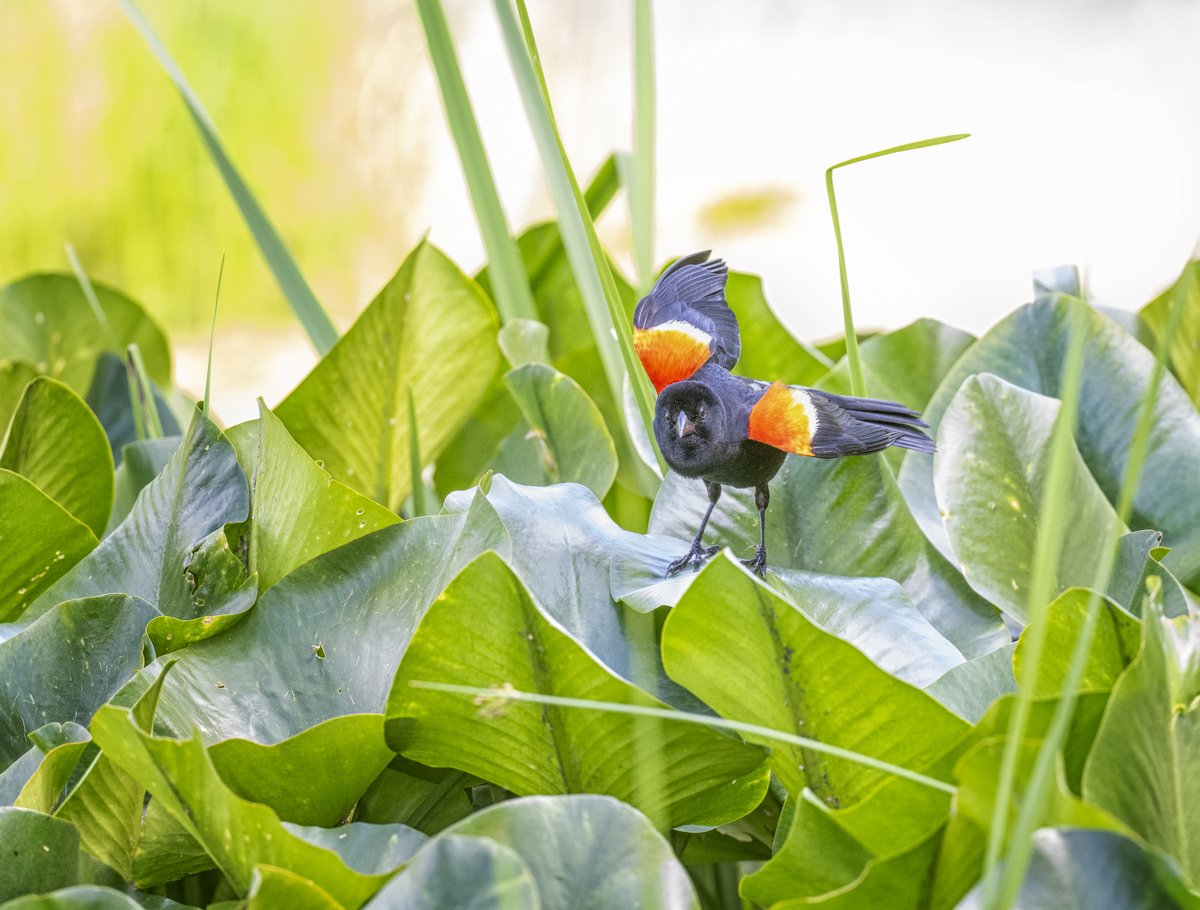 A male Red-winged Blackbird balances on water lily pads.
