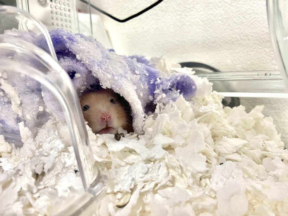 maaabc382_39's tweet photo. みんなおはよう🐹☀️ https://t.co/x7AvhkvsOq