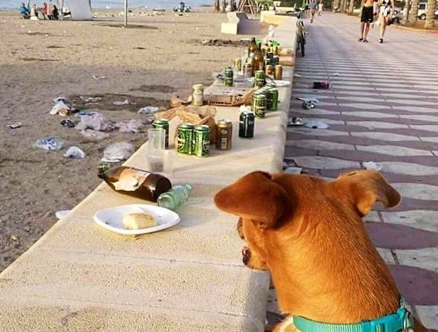 Los perros no entran a la playa porque son sucios…