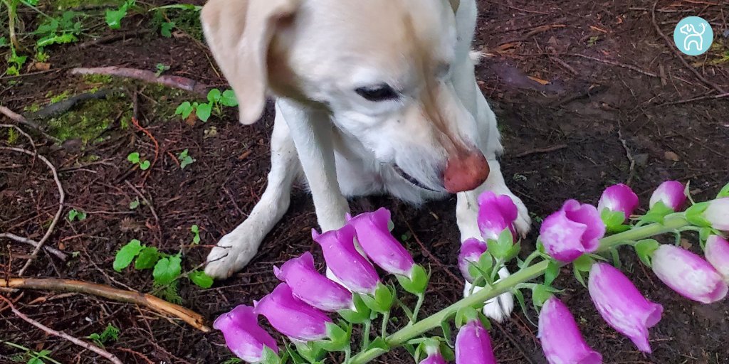 JWagable's tweet photo. "My dog Sadie (Sam) eats purple flowers," sings Tommy James and the Shondelles. #PurpleFlowerDog

Draggin' the Line Lyrics: https://t.co/MlQI3I4UUG https://t.co/ueIIKE7DQR