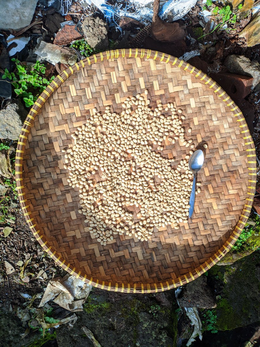 ngantisue's tweet photo. Selamat pagi, masih di penjemuran, hari ke4 #KopiArabica #DataranTinggiDieng #DiengPlateau #Batur #Banjarnegara
#FullWash https://t.co/cBnFlPB8Hk
