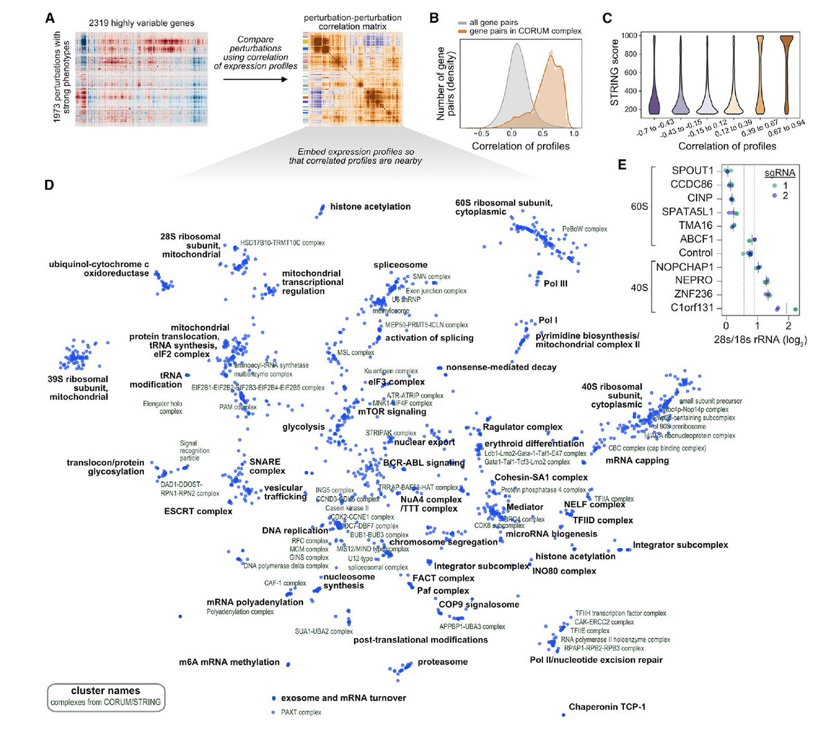 ElementoLab's tweet photo. A new #systemsbiology paradigm to assessing gene function! Genomewide Perturb-seq assesses the transcriptional signature of tens of thousands of individually knocked-down genes. By @josephmreplogle, Thomas Norman (@MSKCancerCenter) &amp; @JswLab
https://t.co/u62LajRFka https://t.co/9SyNfMep2B