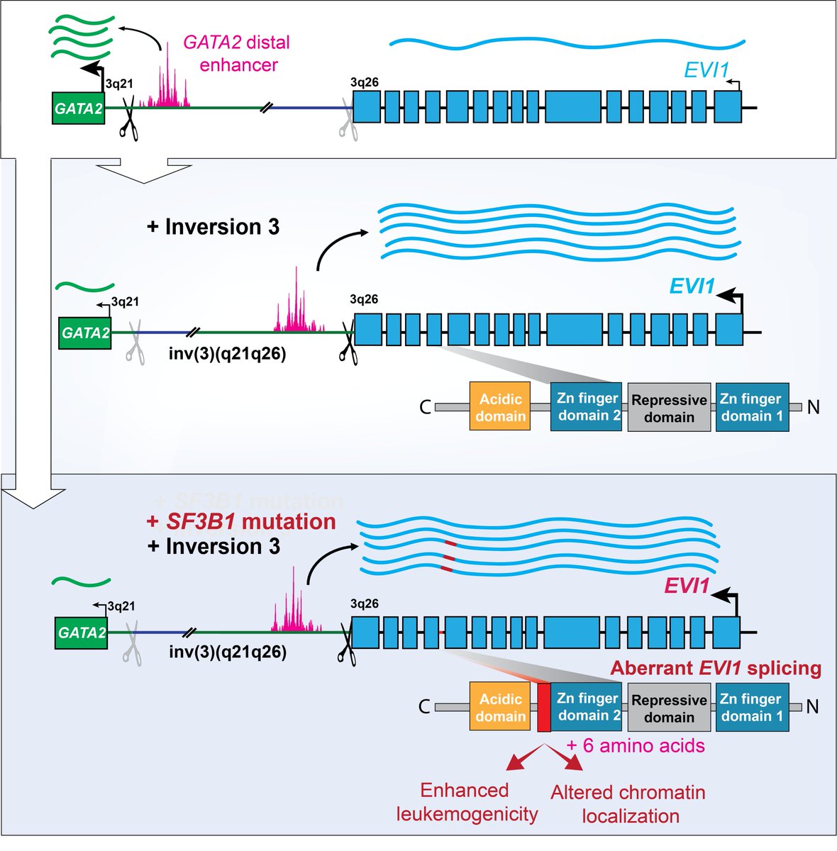 I am excited to announce a new publication in @BloodJournal with @DaichiInoue5 and @DelwelRuud identifying a novel, previously unannotated oncogenic proteoform of EVI1 present in 1/3 of patients with EVI1-rearranged acute myeloid leukemia: pubmed.ncbi.nlm.nih.gov/35709354/