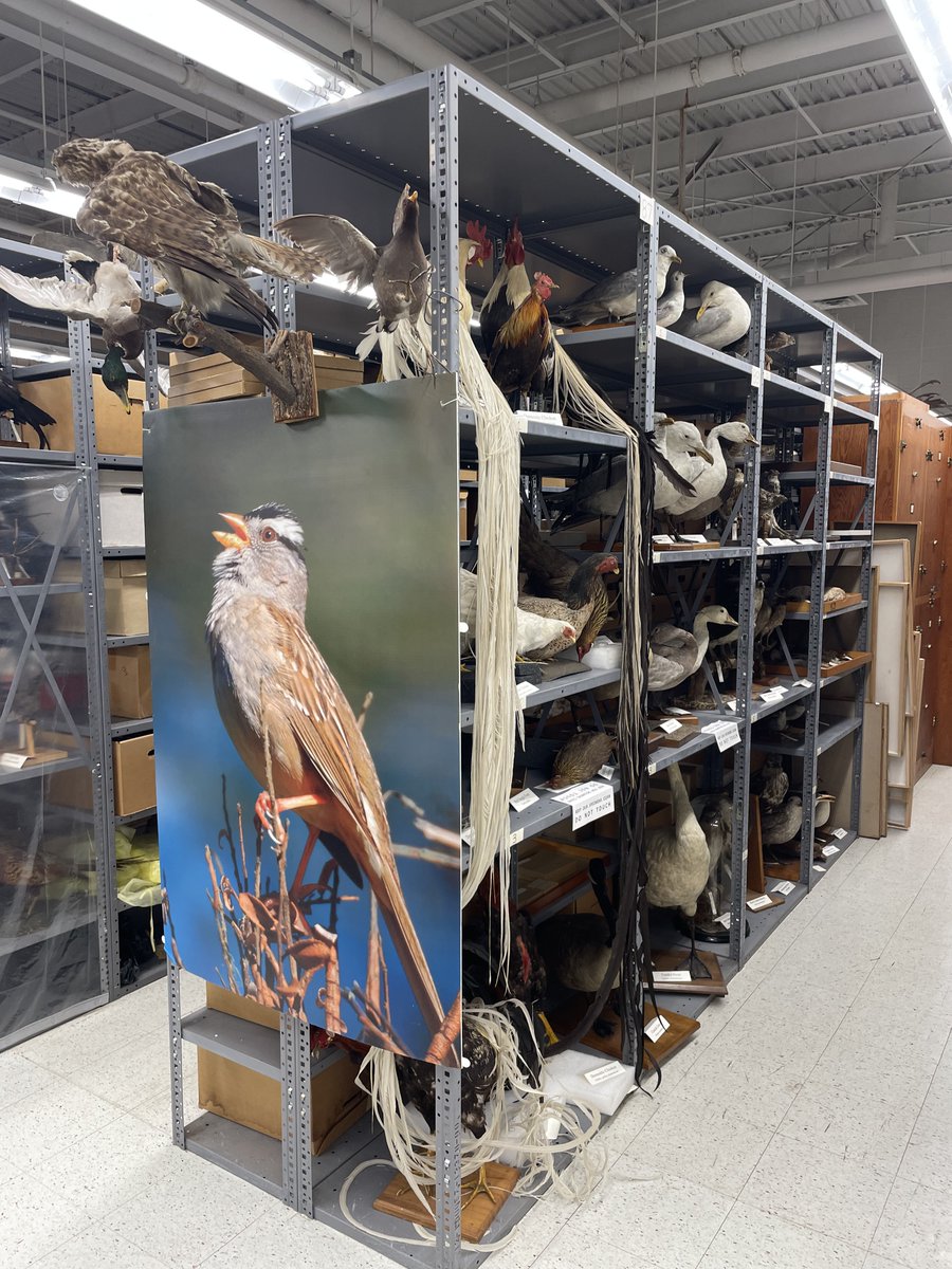 David G Horn (@davidghorn) on Twitter photo Had a wonderful tour of the Museum of Biological Diversity and <a href="/ByrdPolar/">Byrd Polar & Climate Research Center</a> with Grace Wang, John Freudenstein, Ian Howat, and Emilie Beaudon (with some ice that's a half million years old)! <a href="/ASCatOSU/">Arts and Sciences</a> <a href="/osuearthscience/">The Ohio State University School of Earth Sciences</a> <a href="/EEOB_OSU/">EEOBatOSU</a> #climatechange #biodiversity Had a wonderful tour of the Museum of Biological Diversity and <a href="/ByrdPolar/">Byrd Polar & Climate Research Center</a> with Grace Wang, John Freudenstein, Ian Howat, and Emilie Beaudon (with some ice that's a half million years old)! <a href="/ASCatOSU/">Arts and Sciences</a> <a href="/osuearthscience/">The Ohio State University School of Earth Sciences</a> <a href="/EEOB_OSU/">EEOBatOSU</a> #climatechange #biodiversity