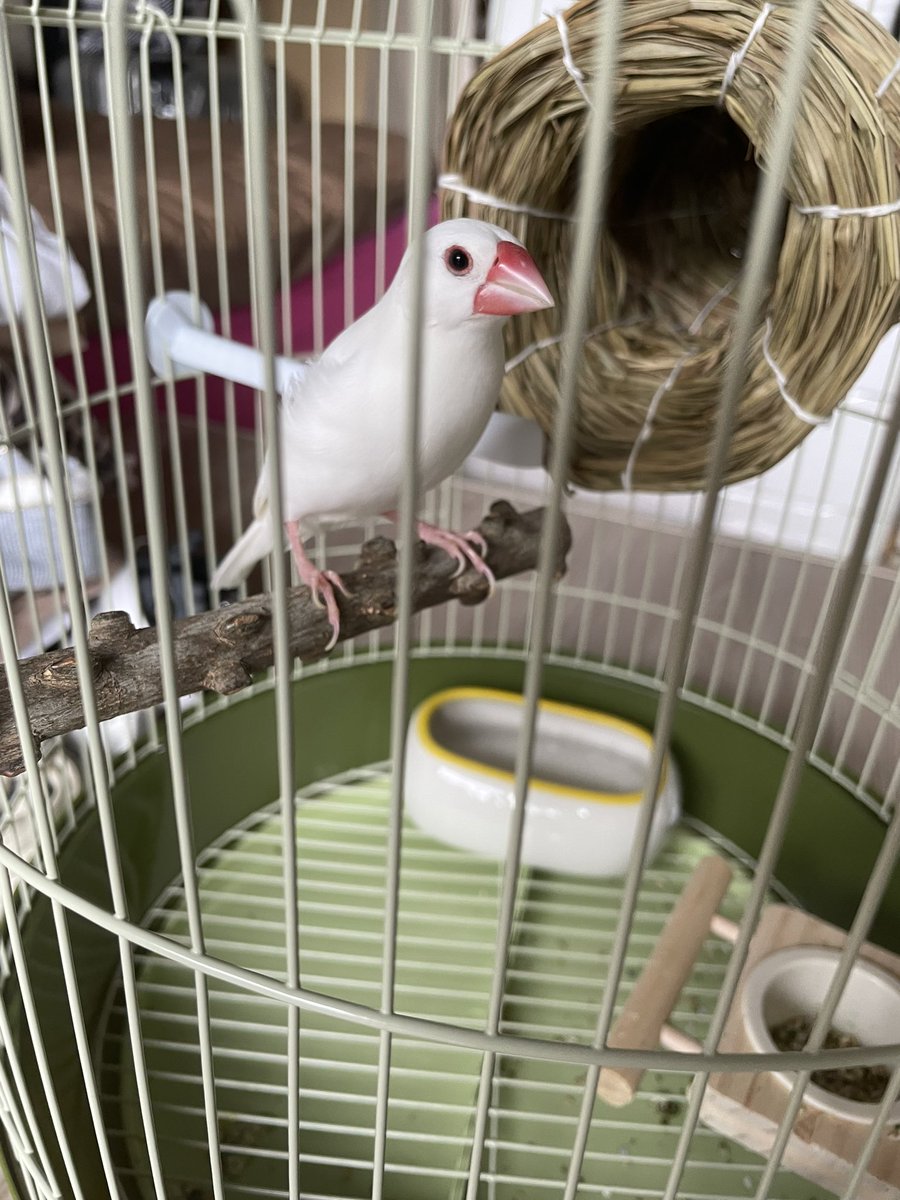 ももか (@ars_s125red) / X