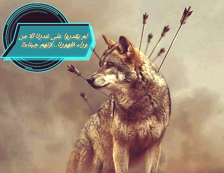 لإنهم جبناء!!