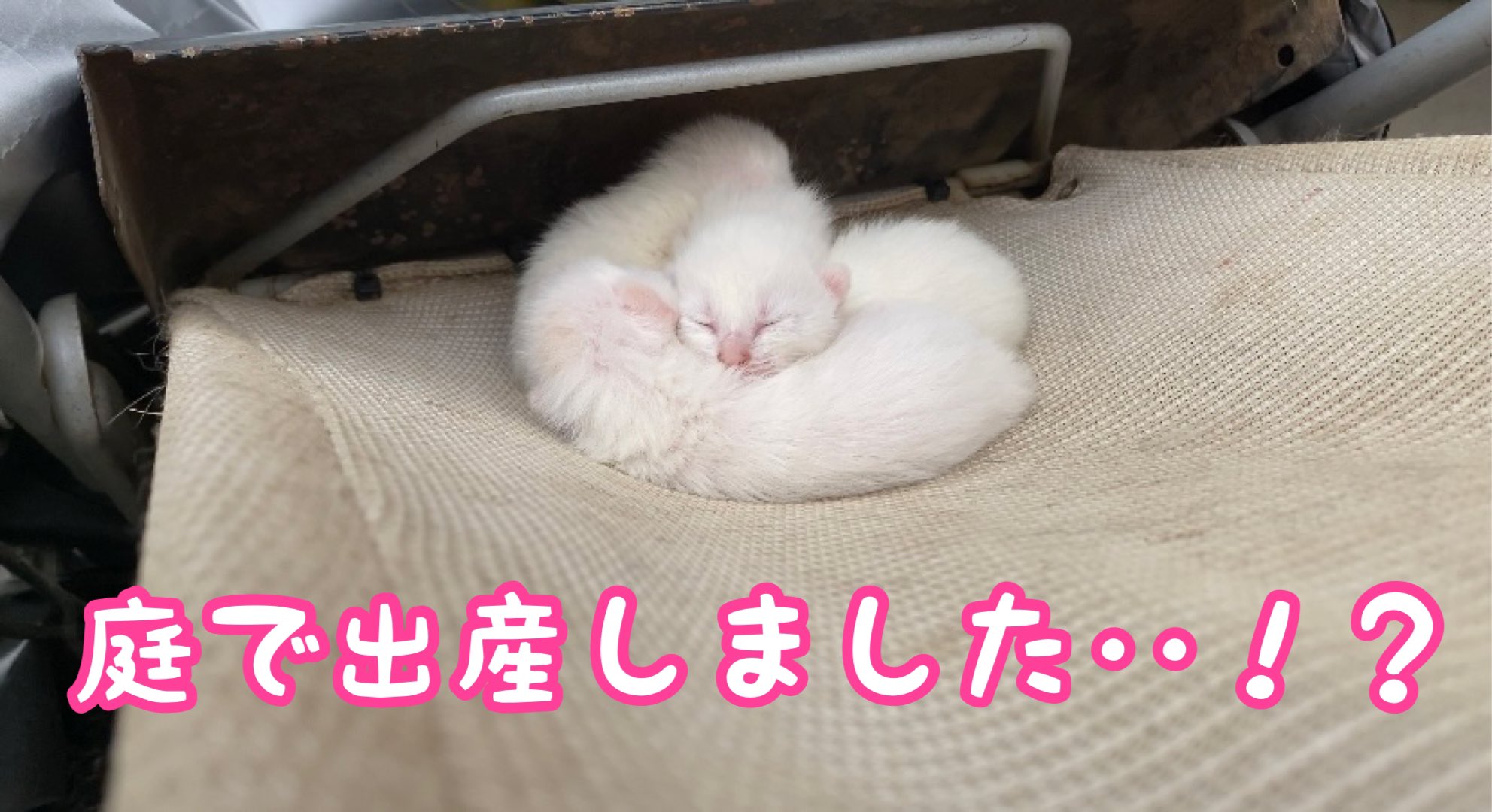 とおるチャンネル 事件です 野良猫が庭で出産した模様 現場からお伝えします T Co Wog7yzz1ax 保護猫 子猫 家族 捨て猫 猫のいる暮らし 野良猫 猫の出産 猫動画 T Co 1cgxq9deok Twitter