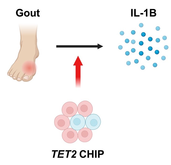 Mridul Agrawal (@agrawal_mri) on Twitter photo Delighted to share our recent study @BloodJournal from the Ebert Laboratory <a href="/DanaFarber/">Dana-Farber</a> linking #ClonalHematopoiesis (CH) and #Gout:
doi.org/10.1182/blood.…
Truly wonderful, collaborative effort across disciplines and geographies! Delighted to share our recent study @BloodJournal from the Ebert Laboratory <a href="/DanaFarber/">Dana-Farber</a> linking #ClonalHematopoiesis (CH) and #Gout:
doi.org/10.1182/blood.…
Truly wonderful, collaborative effort across disciplines and geographies!