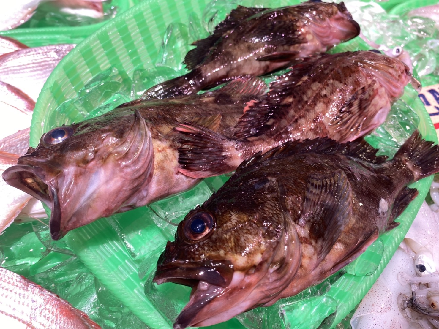 魚太郎 本店 Al Twitter 6 19 日 本日の鮮魚入荷情報 地物 天然真鯛 コショウ鯛 カマス 全国から ハマチ 鰹 シマアジ 金目鯛 かご盛り鮮魚 地物 イサキ アブコ ち鯛 全国から はまぐり ホンビノス貝 牡蠣 ホタテ 蝦夷アワビ 全ての入荷は