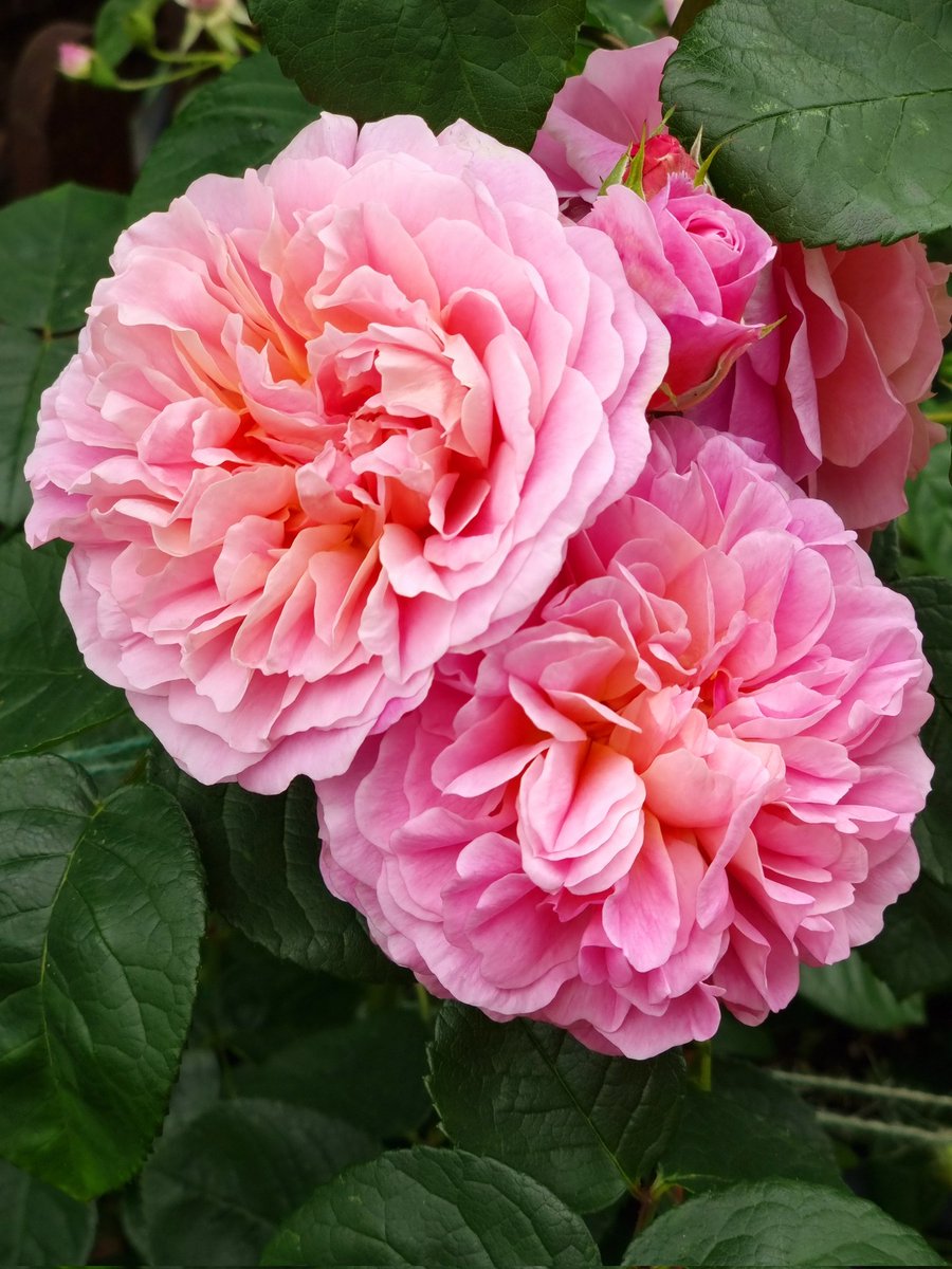 katherineLlewe2's tweet photo. @DAustinRoses Some more of my beautiful roses 😊 https://t.co/jnKDeLXeAn
