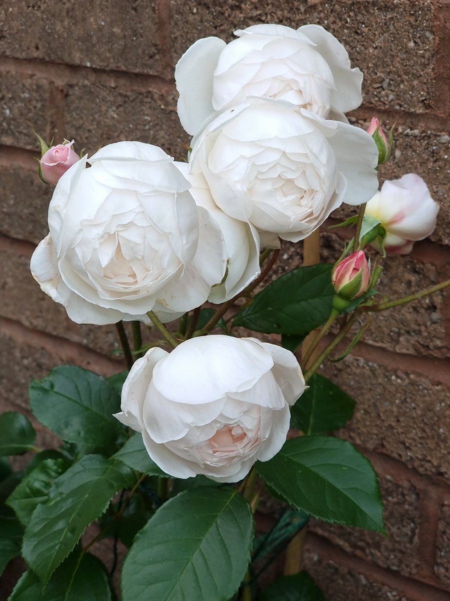 katherineLlewe2's tweet photo. @DAustinRoses Some more of my beautiful roses 😊 https://t.co/jnKDeLXeAn