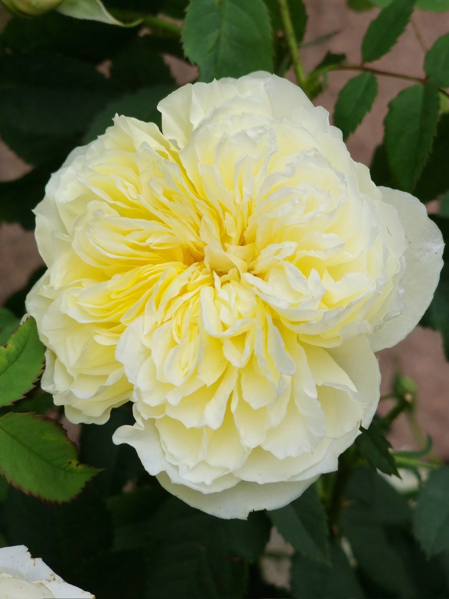katherineLlewe2's tweet photo. @DAustinRoses I absolutely love my DA roses 😊 https://t.co/yNGy4YTDjk