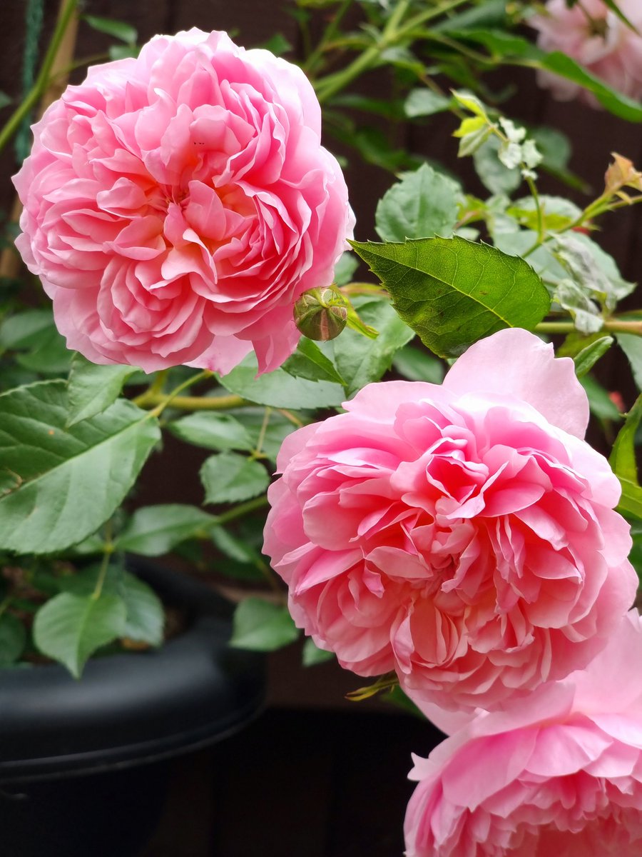 katherineLlewe2's tweet photo. @DAustinRoses I absolutely love my DA roses 😊 https://t.co/yNGy4YTDjk