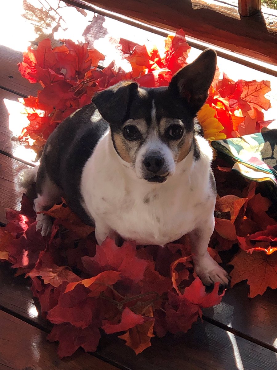brianmc_arch's tweet photo. @defiance_lady @boxer_sacha @dogfriendlyfam @mummsie2 @StacieMazzotta @dogcelebration Ruby lives with #DickMilo now… https://t.co/jTzxRgHVpl