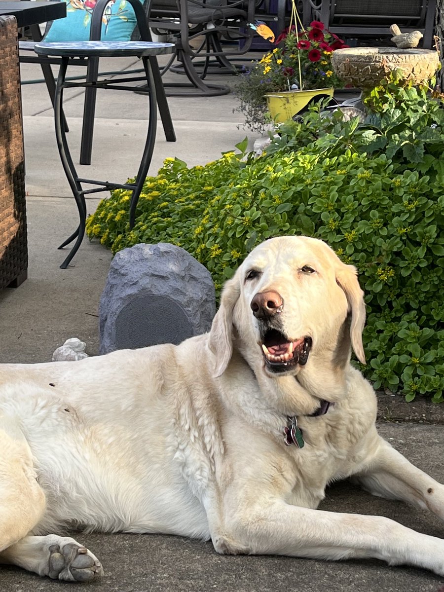 Steve Smith tweet media