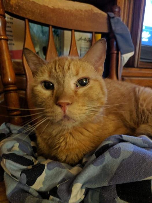 MariasMusings's tweet photo. BROTHER ❤️
(Gotcha Day 29 May 2016 - Rainbow Bridge Day 17 June 2022) 🌈
Brother (and his bonded litter-mate, SIster) had just turned 11 years old when they joined our family. 🐈‍⬛
We love you forever, sweet boy. 💔 https://t.co/O8FnBOgJLS