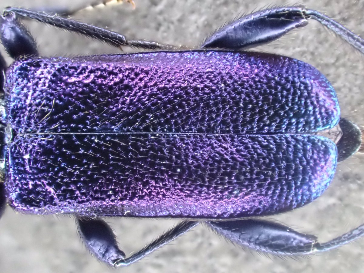 BUGS_DESIGN's tweet image. 昨日運良くたまたま採集できたルリヒラタカミキリ。想像していたより遥かに煌めいていて、いい虫だった。