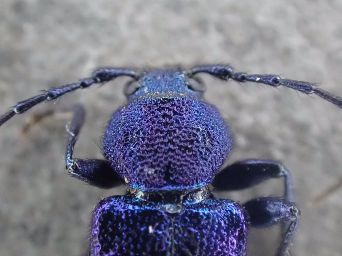 BUGS_DESIGN's tweet image. 昨日運良くたまたま採集できたルリヒラタカミキリ。想像していたより遥かに煌めいていて、いい虫だった。