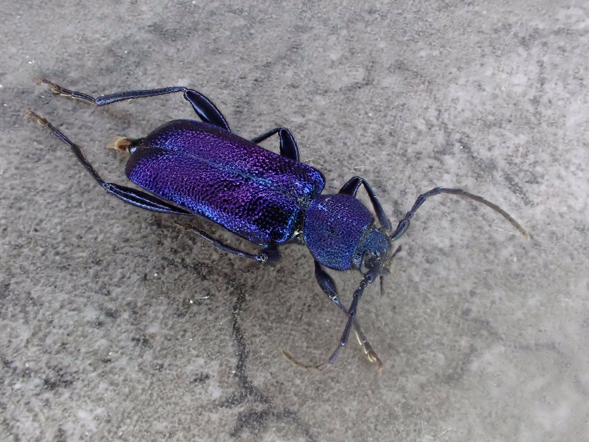 BUGS_DESIGN's tweet image. 昨日運良くたまたま採集できたルリヒラタカミキリ。想像していたより遥かに煌めいていて、いい虫だった。