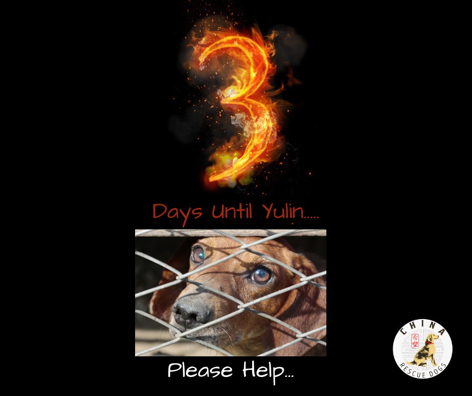 There is no time to waste... Please help... 

app.mobilecause.com/form/sutS-w?vi…

Please Share..

#StopYulin #RescueMission #donationsneeded #savedogs #stopcruelty