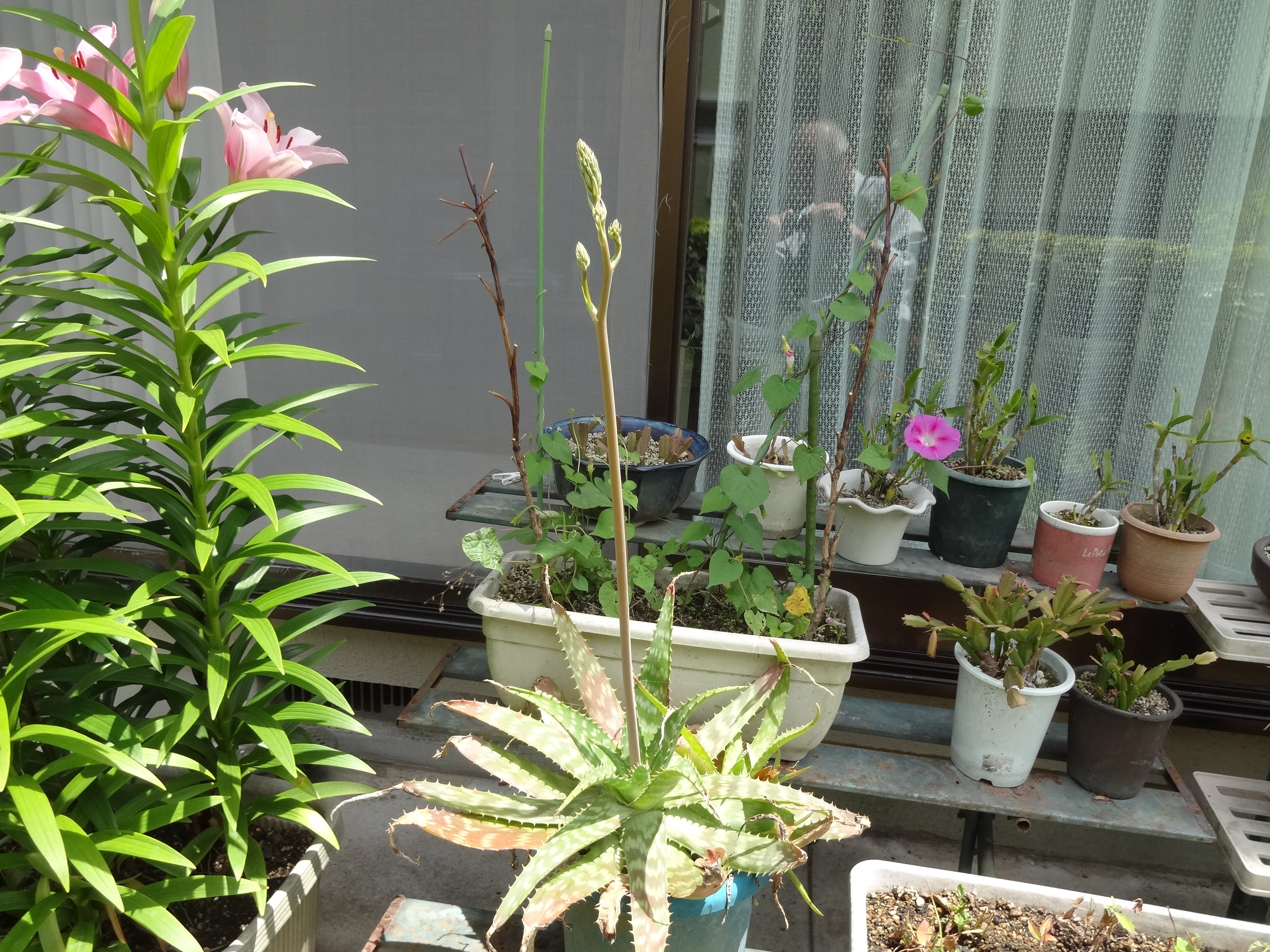 ラッキー アロエの花が出てきました 22 06 13 少し色がついてきました 22 06 19 T Co Zlfkh6mtbt Twitter
