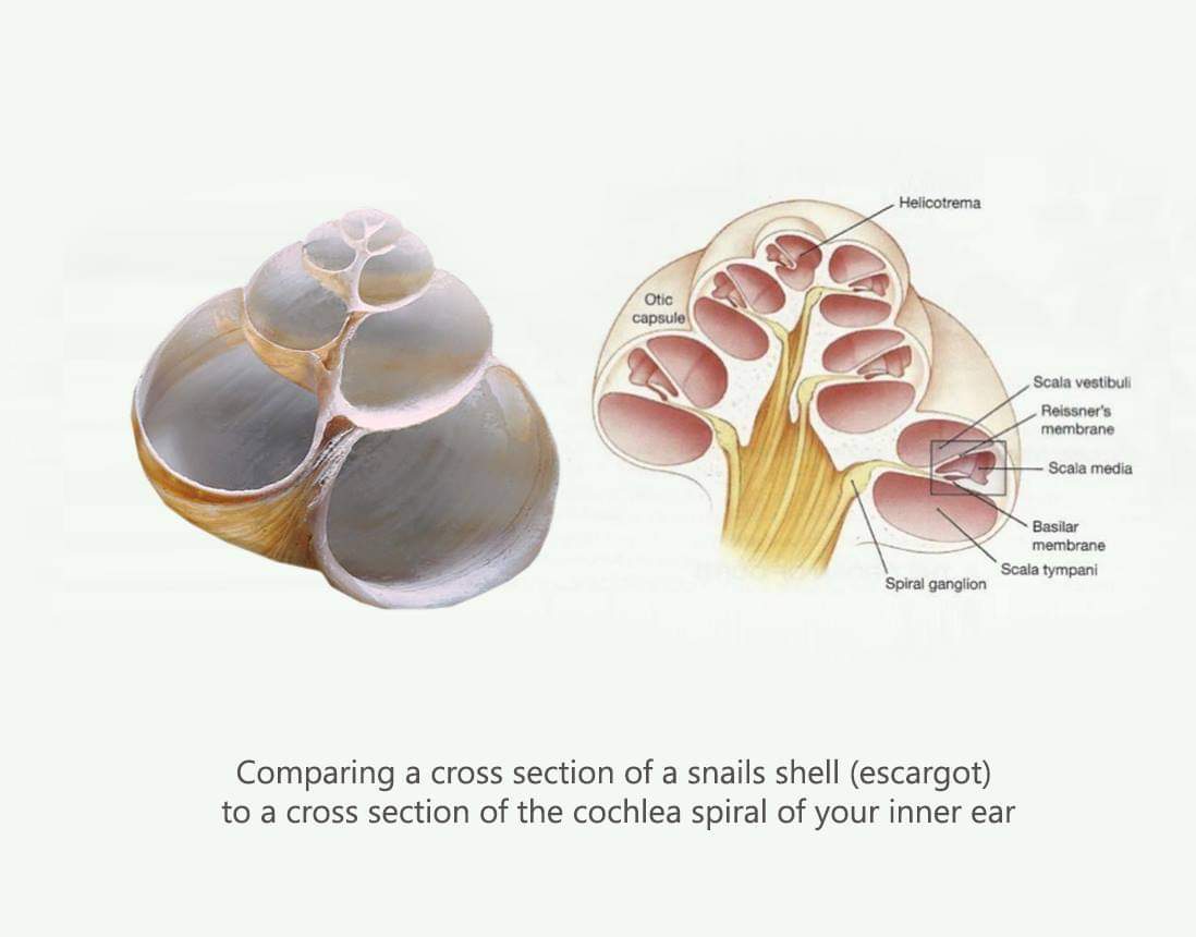 sigmaslanguage's tweet image. Why is this important for #SigmaLanguage —- listening is masculine in lingustics, and the word #Listen is also #Satan, which means #Honest because he is #Naked.