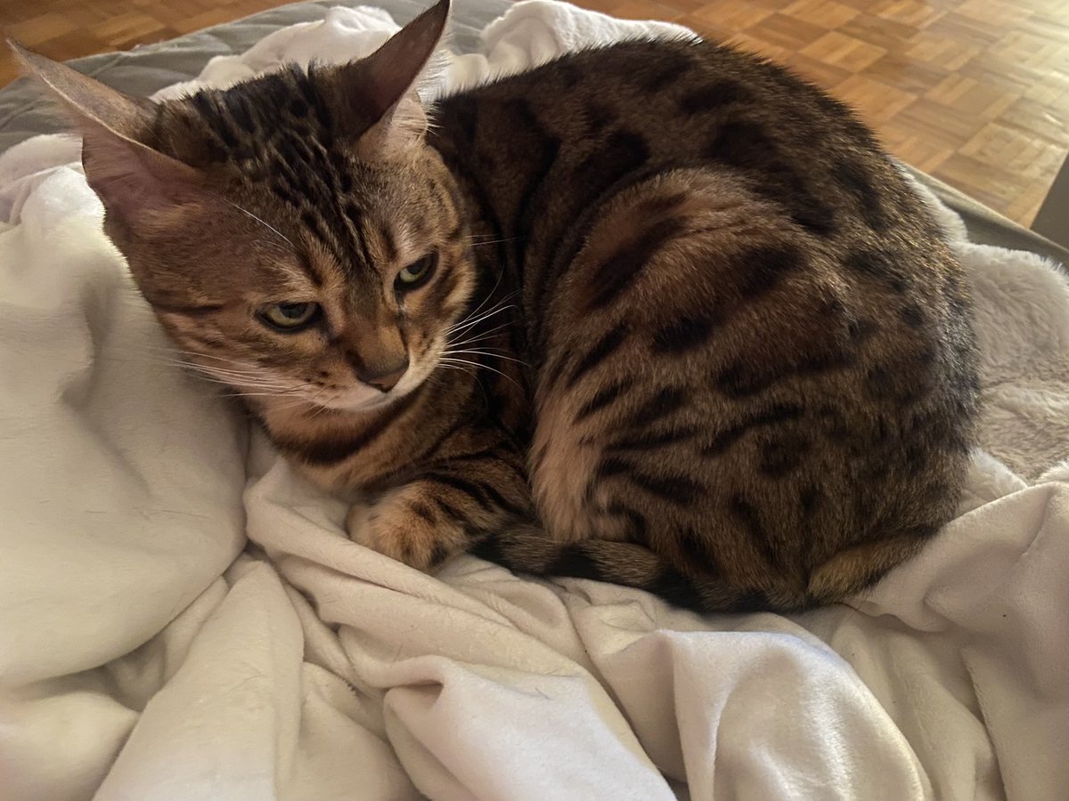 florizard's tweet photo. Happy #Caturday ♥️♥️ https://t.co/IQxwxGKjgY