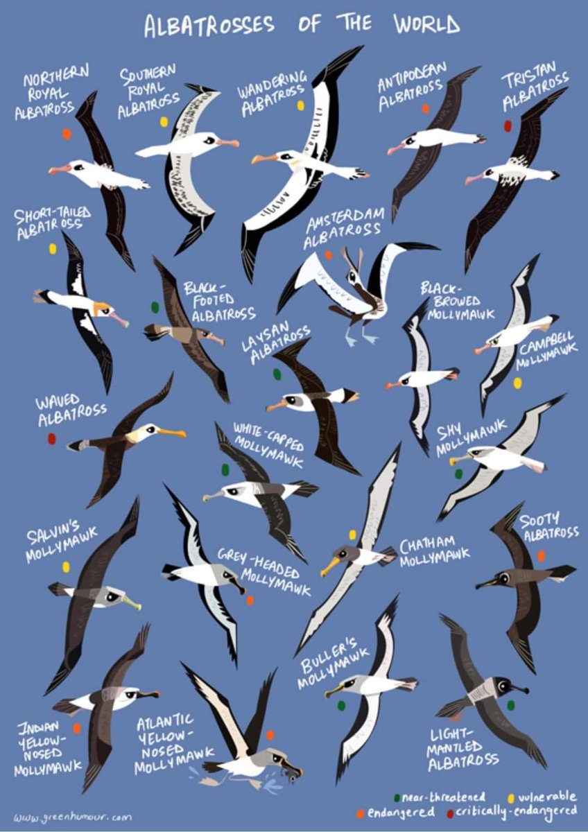 World Albatross Day ! 
Beautiful birds with enormous wing spans. They used to follow the ship for huge distances from the shore.
19/6/22