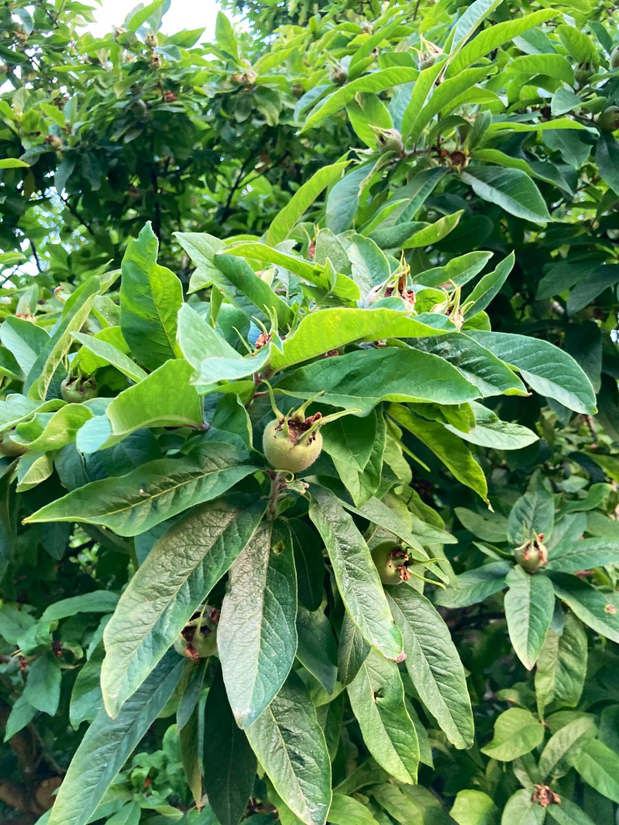 primerC's tweet photo. Meine guten Morgenrunde war heute etwas weiter. So konnte ich auch noch bei einem Mispelbaum vorbeischauen der schon super Früchte angesetzt hat. Auch natürlich die schöne Aussicht genießen in der Ruhe und der Morgenfrische. #mispel #früchte https://t.co/f3wFGIRzpY