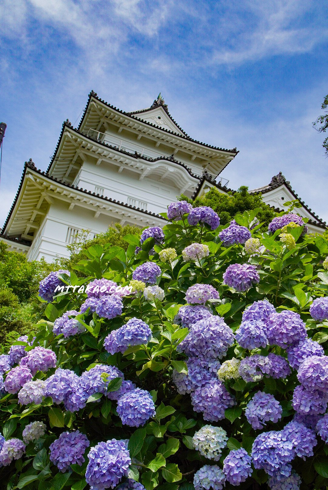 Mttakao Com 日本の風景 小田原城と紫陽花 小田原城あじさい花菖蒲まつり 写真好きな人と繋がりたい 小田原城 T Co Otgpqqoxxn Twitter