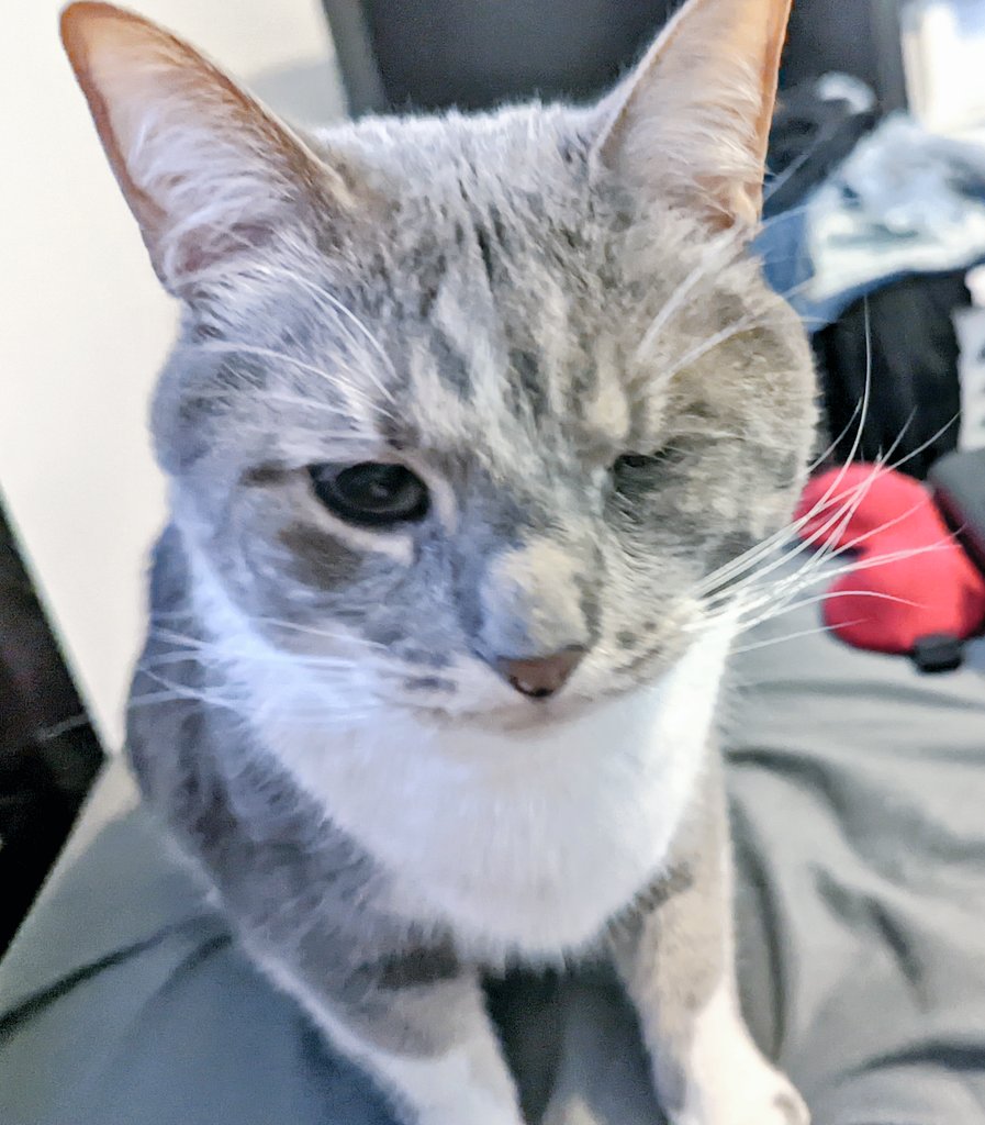 TheKatKashi's tweet photo. My hooman just took away the Ziploc bag I was snacking on, rude!! I can't believe she'd starve me like this!!

#CatsOfTwitter #kakashi https://t.co/r1XkdCXLot