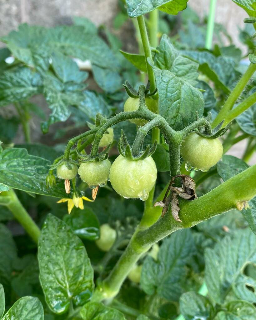 TheKeyofKels's tweet photo. Garden content 🌿🌿🌿 #kelslovestomatoes https://t.co/6RHoi0CqsO https://t.co/yluB4pit8l