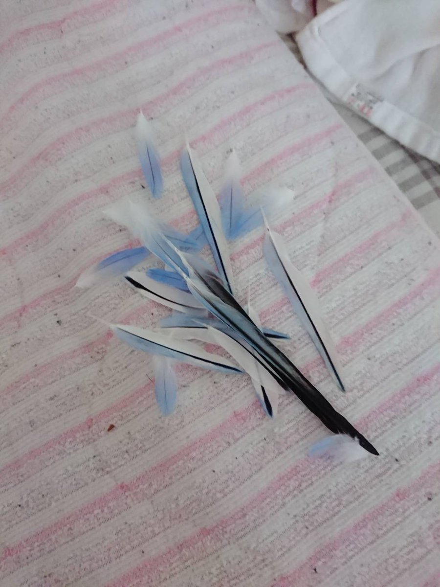 ぴーちゃんごめんなさい
私の手が尾羽にあたり抜けてしまいました。飛び回るには支障がないようですが、、😢😢😢