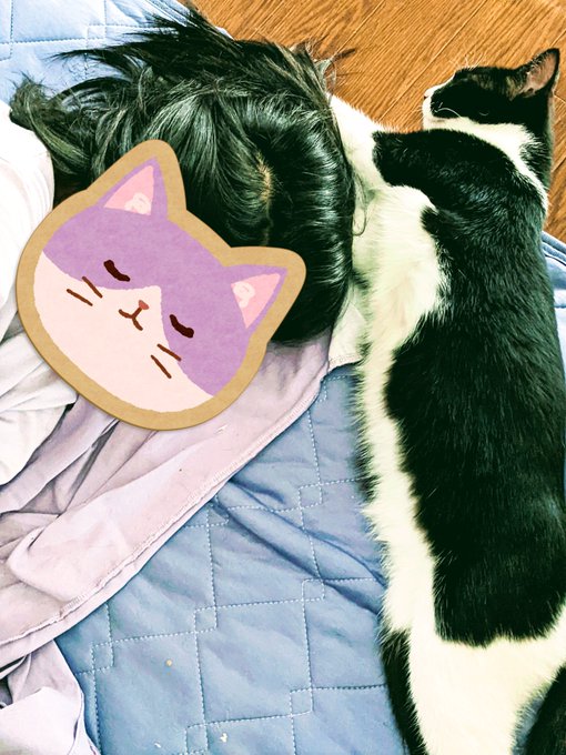 猫癒しのtwitterイラスト検索結果