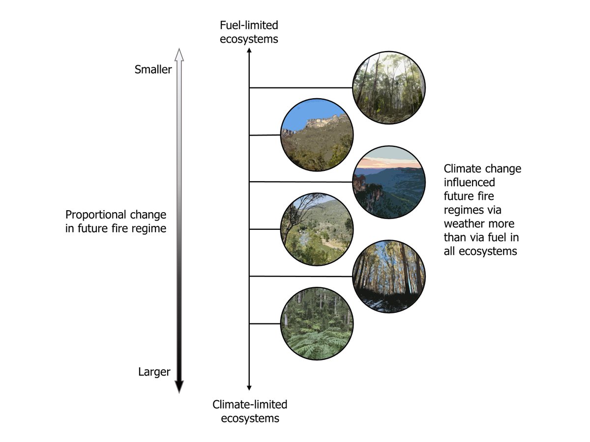sarahmccg's tweet photo. NEW PAPER: Very proud of this one, just don't ask me how many simulation hours it took 😉
We estimated the relative roles of climate-mediated changes on fire weather and fuel load and structure.
We applied the framework to six temperate forested landscapes in SE Australia.
1/2 https://t.co/8LdUCFPmag