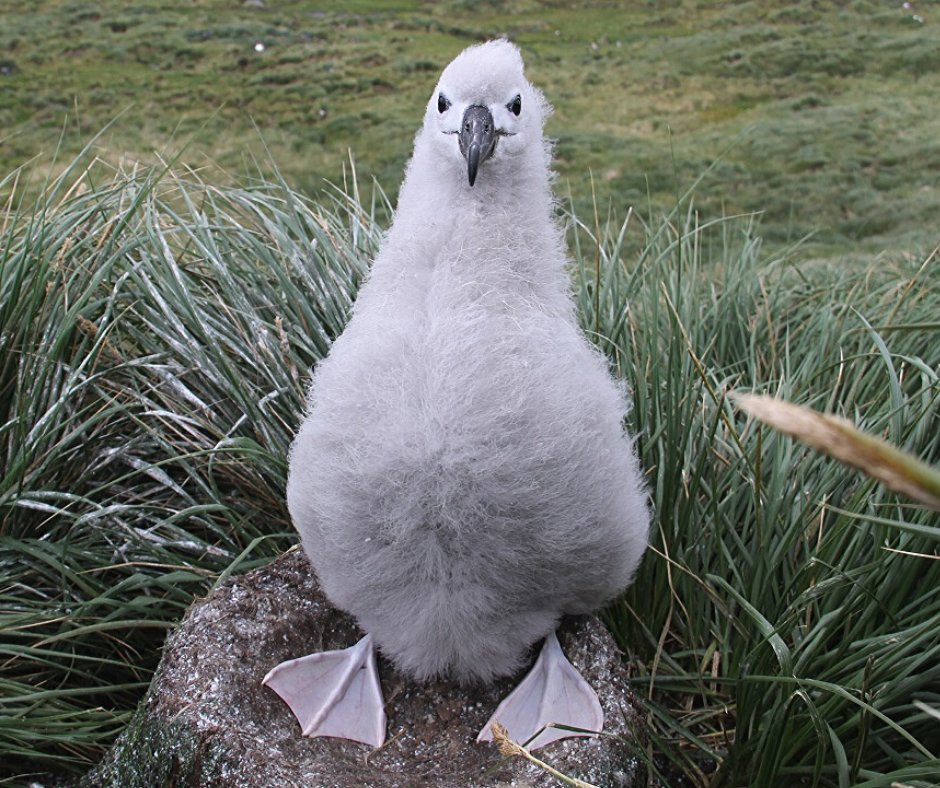 南半球アホウドリ物語 お留守番中のマユグロアホウドリのひなちゃん達 このニョキニョキ感に心奪われたとの反応を以前の投稿時に多くいただきました 今日この特別な日にも癒しをどうぞ 世界アルバトロスデー Worldalbatrossday Erin Taylor93