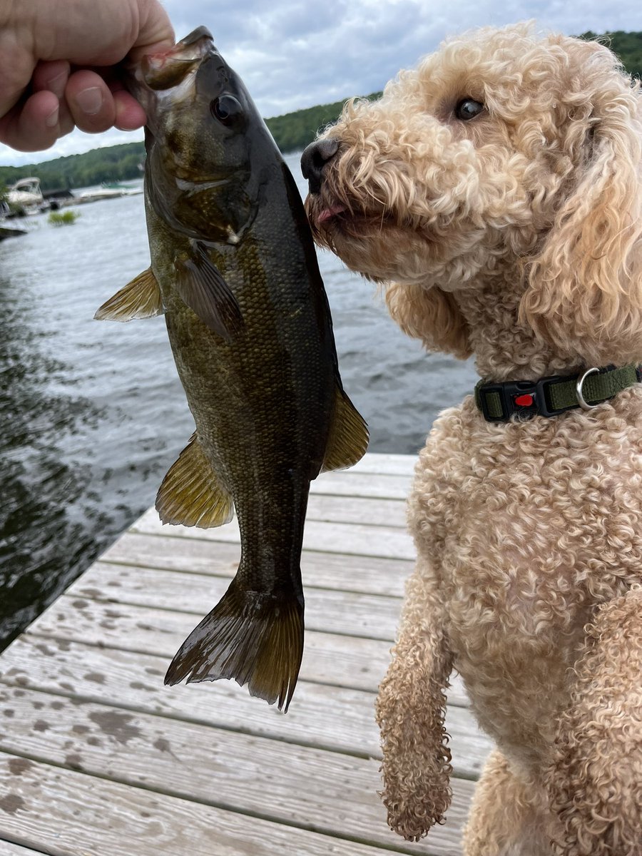 WallyBites's tweet image. Kissy bear huggy face.  #smallmouth #pafish #fishingpa #wallybites #lakewallenpaupack