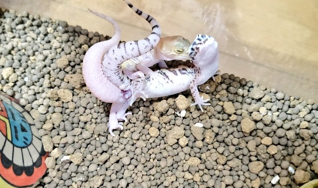 ぽっちー 心はいつでも爬虫類飼育初心者 Opv2mcjjiefgfjy Twitter