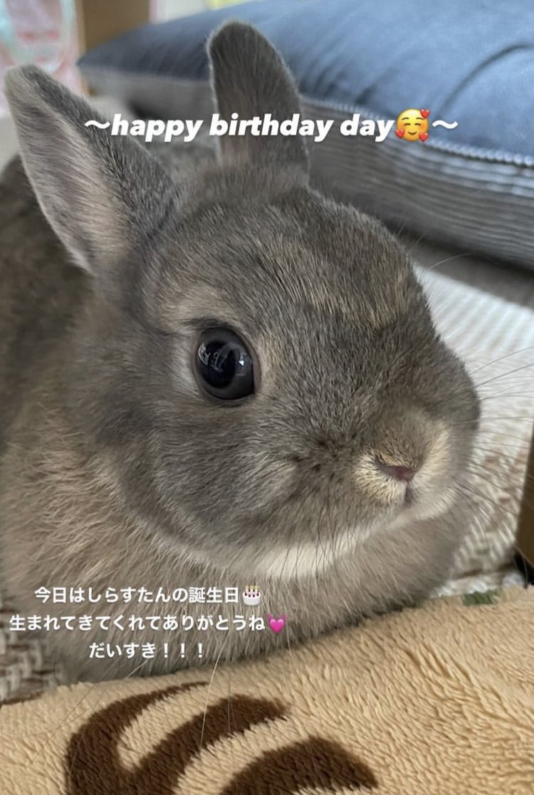 うさぎのしらす 119 1127 Twitter