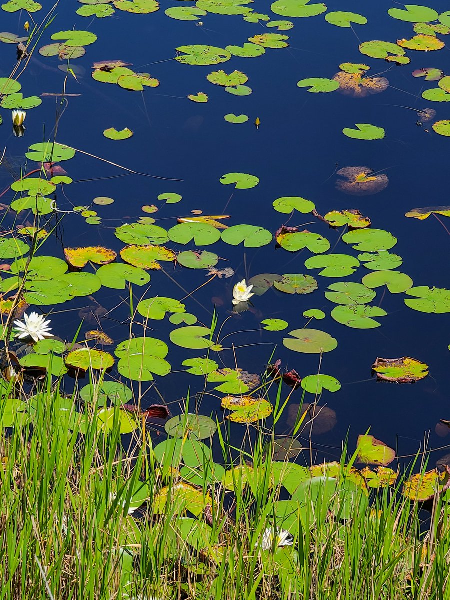 LoriL0vesMusic's tweet image. #Namjooning #NC
💜💜 #tinycrabs @BTS_twt