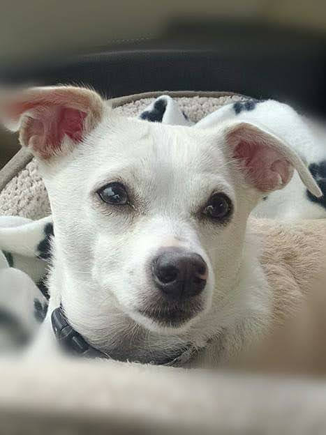 This whole week has been extremely difficult; but losing you today.... I have no words.

Fly high my baby girl!! 

This is just "see you later" ....not "goodbye". Mommy is right behind you. 

Go find Puppa &amp; your siblings; and just wait for me there. I'll be home soon.
💔
#RIP