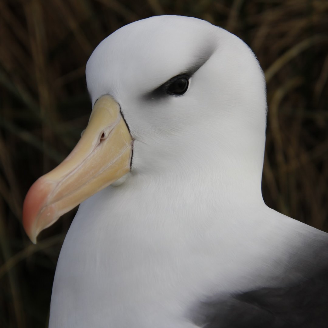 南半球アホウドリ物語 Albatross Story Twitter