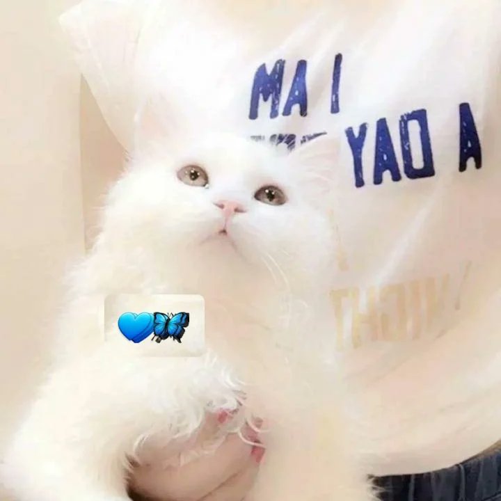 عجبتك قطتي خلي قلب ❤️